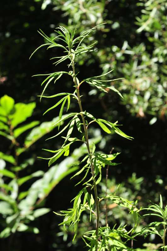 Piantina verde - Artemisia verlotiorum